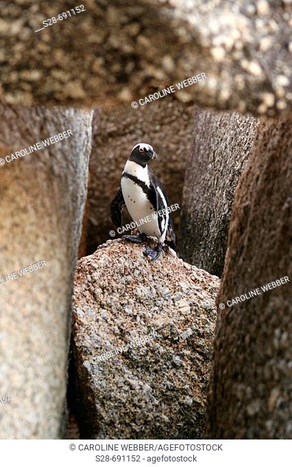 Jackass Penguin at Boulder Beach. South Africa