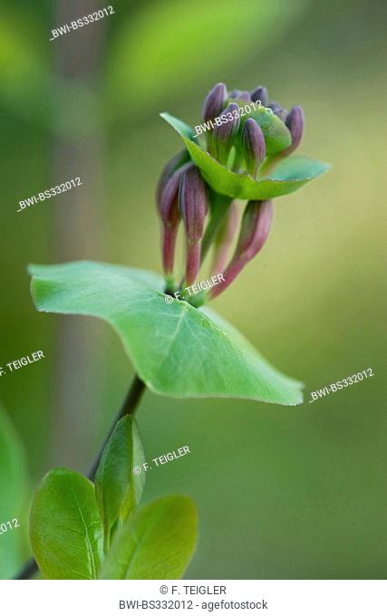 Italian honeysuckle, Italian woodbine, perfoliate honeysuckle (Lonicera caprifolium), flower buds