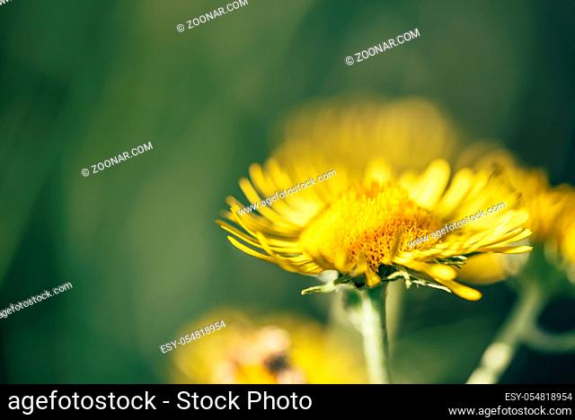 Beautiful yellow flowers on blurred background. Selective focus