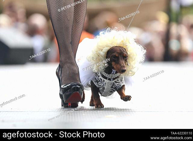 RUSSIA, ST PETERSBURG - SEPTEMBER 16, 2023: A dog takes part in the 2023 Dachshund parade in Skipper Garden. Peter Kovalev/TASS