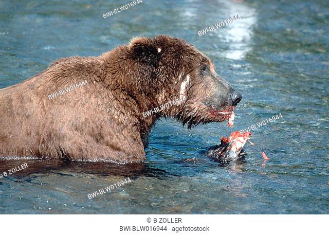 brown bear Ursus arctos, Jul 99