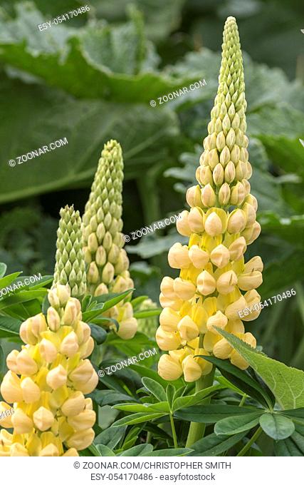 Lupinus, commonly known as lupin or lupine