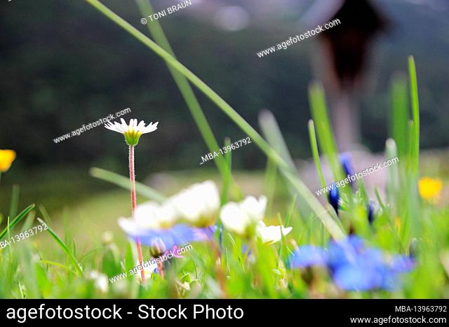 Alpine flower meadow with daisies (Bellis perennis) in the foreground, White Silberwurz, (Dryas octopetala), cross at the Karwendelhaus towards Kleiner...
