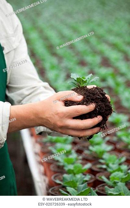Man holding plant in greenhouse nursery