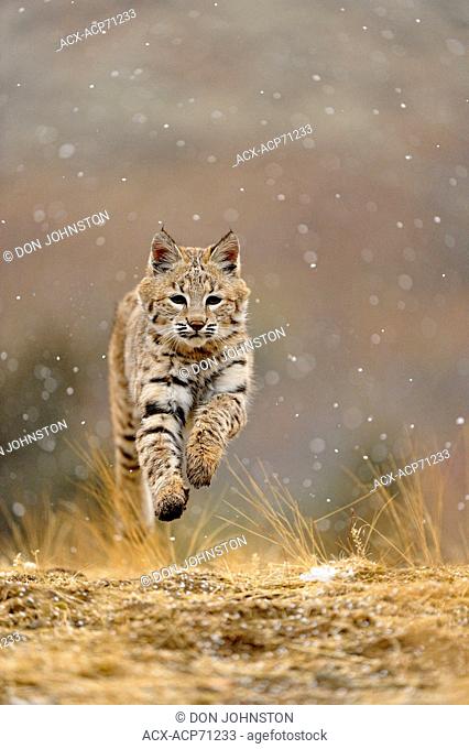 Bobcat (Lynx rufus) Captive young individual in late autumn mountain habitat, Bozeman, Montana, USA