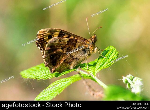 A speckled wood butterfly is sitting on a leaf