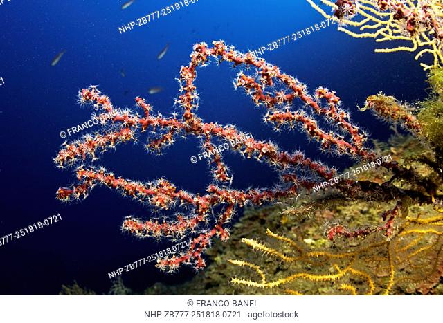 Soft coral, Alcyonium coralloides, Marine Protected area Punta Campanella, Massa Lubrense, Penisola Sorrentina, Costa Amalfitana, Italy, Tyrrhenian Sea