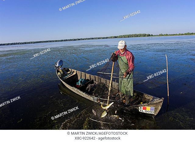 Fishermen bring in their harvest of fish from a fish trap in the Danube Delta, Romania in early morning     Tulcea, Danube Delta, Romania, Europe