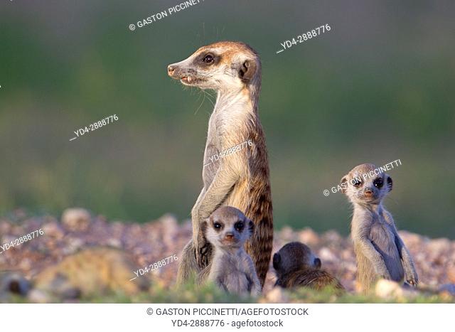 Suricates (Suricata suricatta) - Mother and youngs, Kgalagadi Transfrontier Park, Kalahari desert, South Africa/Botswana