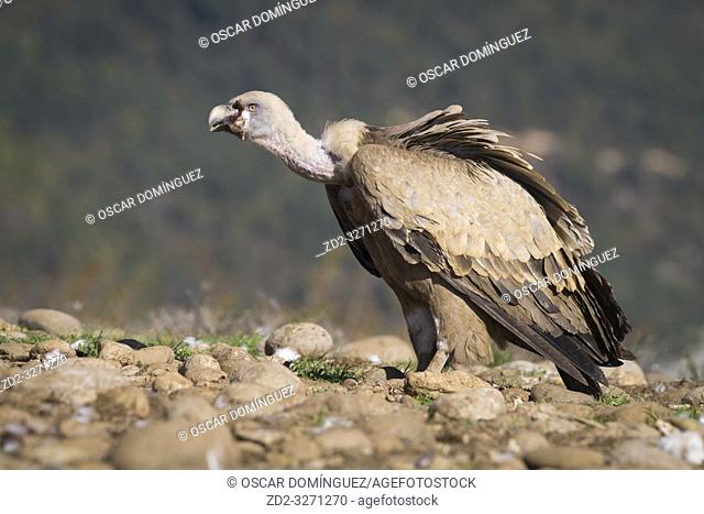 Griffon Vulture (Gyps fulvus) feeding. Lleida province. Catalonia. Spain