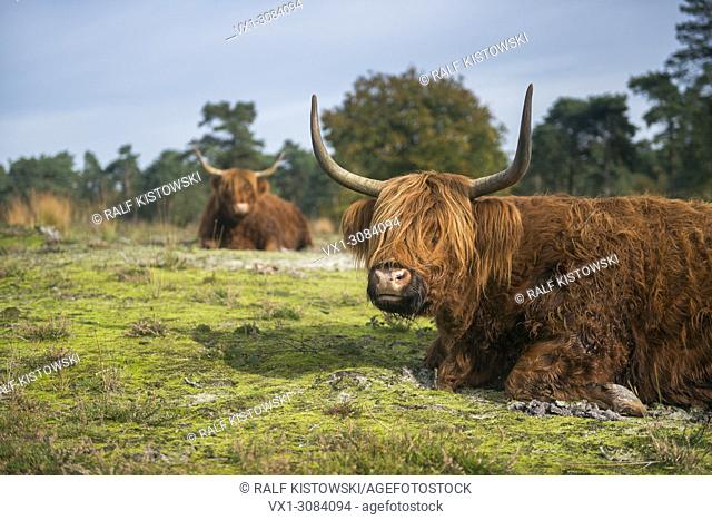 Highland Cattles ( Bos primigenius taurus ) lying on the ground in typical surrounding, Europe