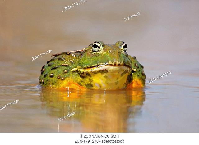 Male African giant bullfrog Pyxicephalus adspersus active in shallow water during the summer breeding season, South Africa