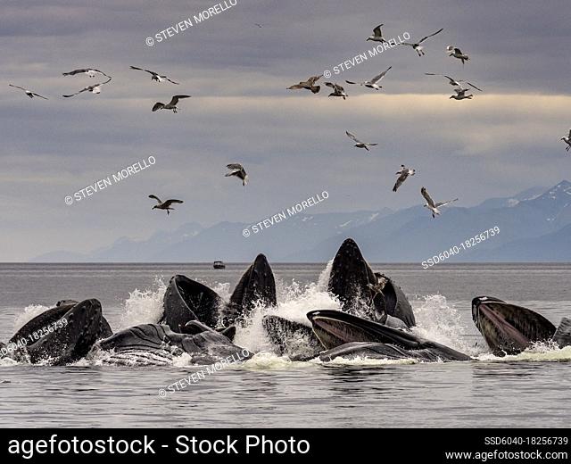 Humpback whales cooperative bubble feeding, in Warm Springs, Alaska, (Megaptera novaeangliae) Image made under NMFS permit 19703