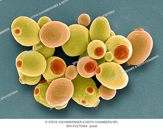Yeast cells. Coloured scanning electron micrograph (SEM) of cells of brewer's, or baker's, yeast (Saccharomyces cerevisiae)