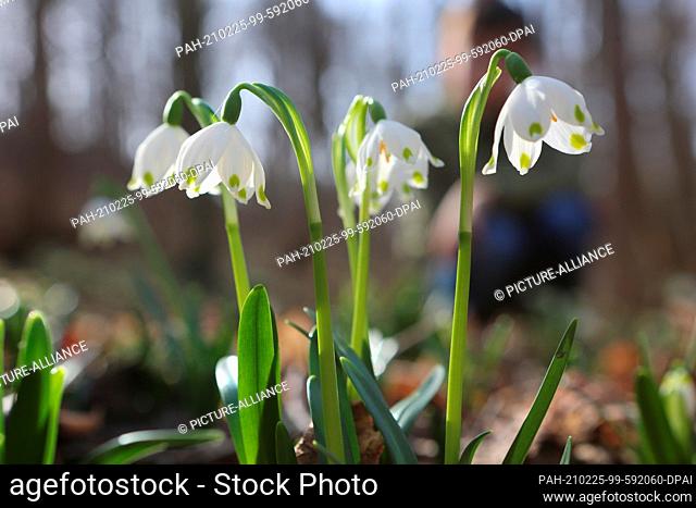 25 February 2021, Saxony-Anhalt, Ballenstedt: Spring-like temperatures make the plants sprout from the ground. Marzenbecher (Leucojum vernum) bloom in the...