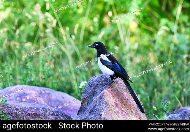 21 June 2022, Berlin: 21.06.2022, Berlin. A magpie (Pica picaa) sits on a stone. Photo: Wolfram Steinberg/dpa Photo: Wolfram Steinberg/dpa