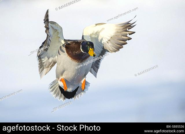 Flying Mallard ( Anas platyrhynchos) in winter, drake, male, Lower Saxony, Germany, Europe