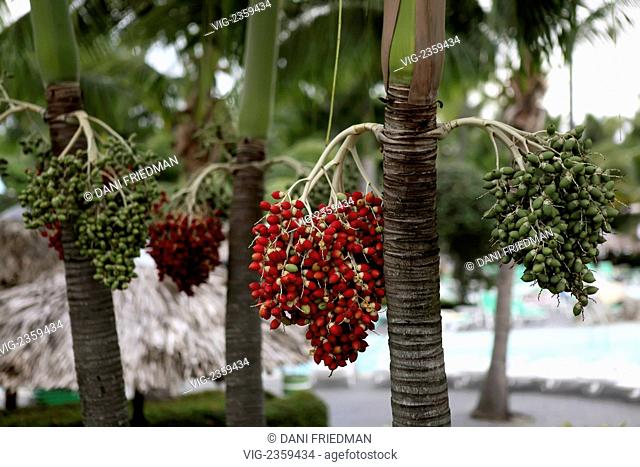 Close-up of the fruit growing on a Christmas palm tree (Veitchia merrillii). The Christmas palm is an exotic palm that produces clusters of fruit that ripen and...