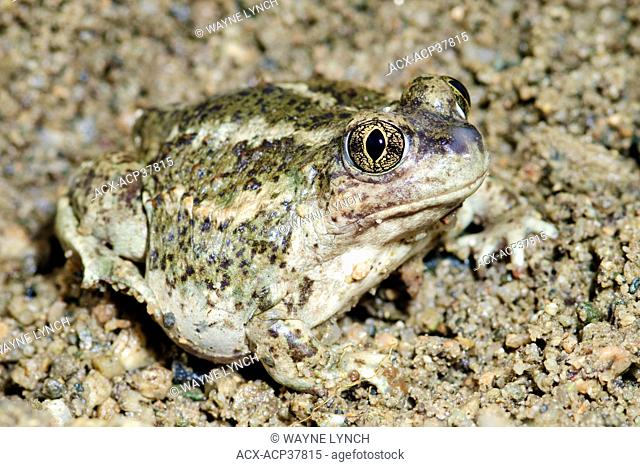 Great Basin spadefoot toad Spea intermontana, southern Okanagan Valley, British Columbia