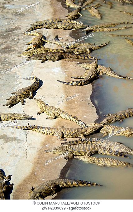 Group of Nile Crocodiles (Crocodylus niloticus), Agatha Crocodile Ranch, Agatha, Tzaneen district, Limpopo province, South Africa