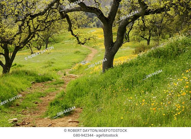 A trail in the California foothills