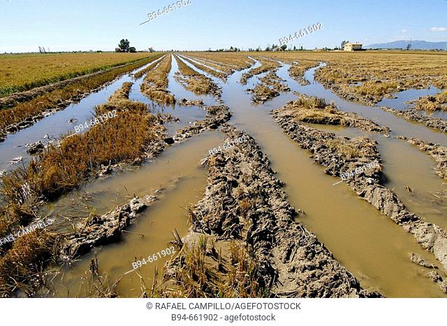 Rice fields after harvesting. Delta del Ebro. Baix Ebre. Tarragona. Catalunya. Spain