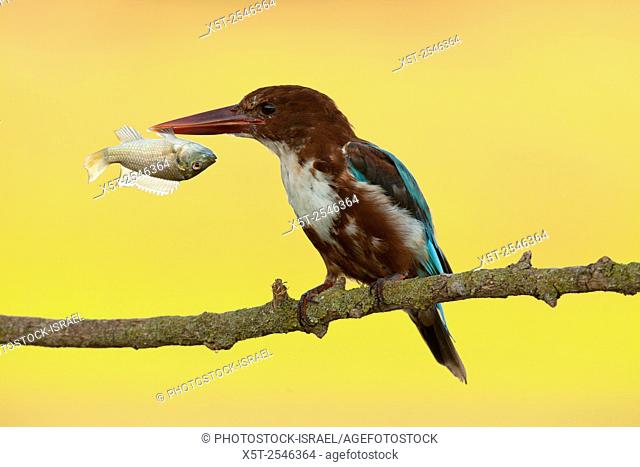 White-throated kingfisher (Halcyon smyrnensis) with a fish in its beak. Also known as the white-breasted kingfisher, this bird is widely distributed throughout...