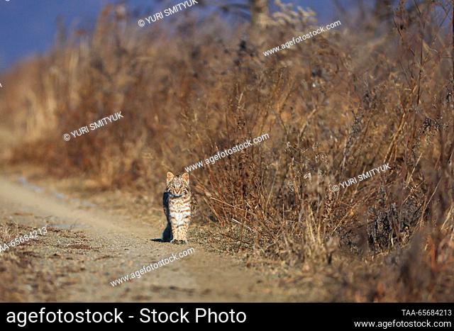 RUSSIA, PRIMORYE REGION - DECEMBER 10, 2023: An Amur leopard cat is spotted on the territory of the Nakhodka Urban District; it is included in the Primorye Red...
