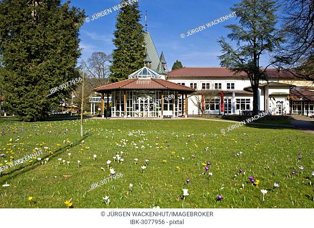 Historic Kurhaus with a pavilion and crocuses in the lawn, Schwarzwald, Bad Herrenalb, Baden-Württemberg, Germany