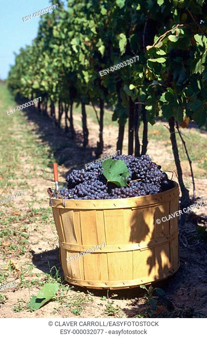 Viticulture, bucket of handpicked red wine grapes