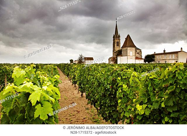 Vineyards in Chateau St Pierre de Pomerol Bordeaux wines district France