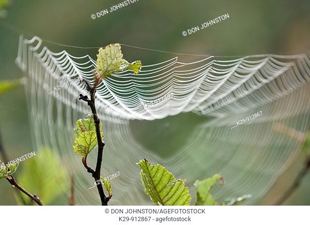 Dewy orb web and spring tree branches