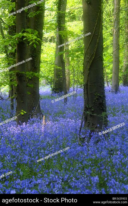 Bluebells in Standish Wood in the Cotswolds near Stroud, Gloucestershire, England, United Kingdom, Europe