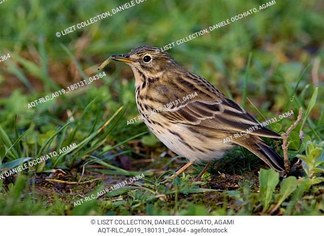 Meadow Pipit on the ground, Meadow Pipit, Anthus pratensis