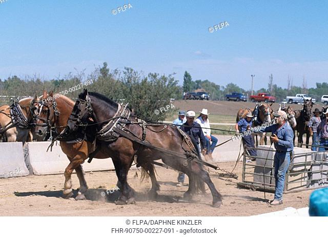 Horses, horse pulling contest, horses pulling weight in cart, North Dakota, U S A