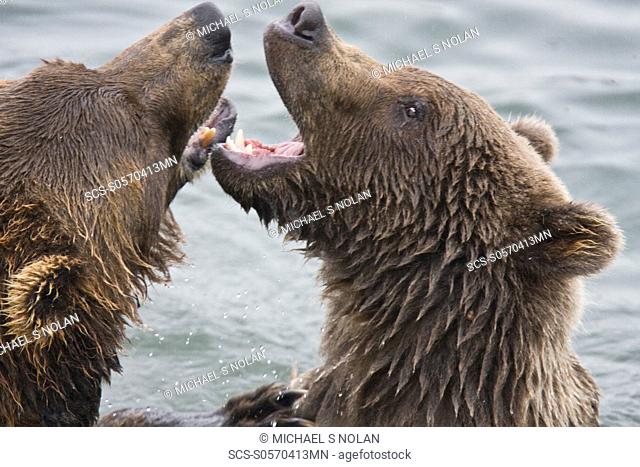 Mother brown bear sow Ursus arctos mock fighting with her two-year old cub at the Brooks River in Katmai National Park near Bristol Bay, Alaska