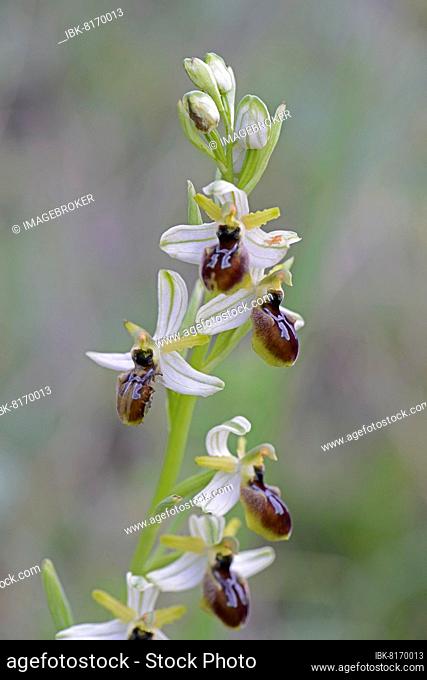 Beak ragwort (Ophrys oxyrrhynchos), Sicily, Italy, Europe