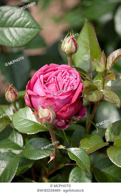 ornamental rose (Rosa 'Senteur Royale', Rosa Senteur Royale), cultivar Senteur Royale