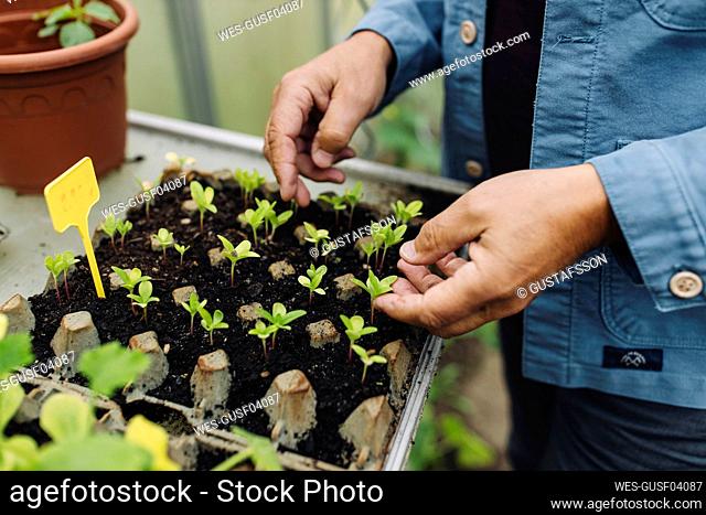 Close-up of man examining seedlings in a seed tray
