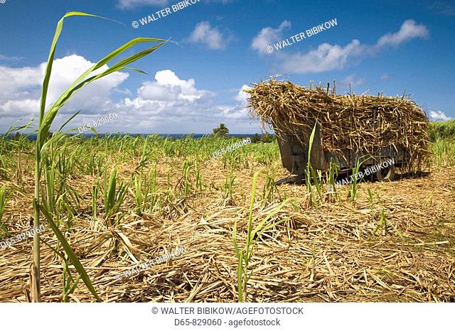 Sugar cane field, Saint-Philippe, South Reunion, Reunion island, France