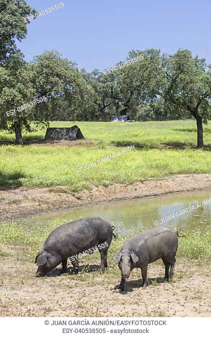 Ranged freeley black iberian pigs in springtime. Hairless breed of iberian pigs. Extremadura, Spain