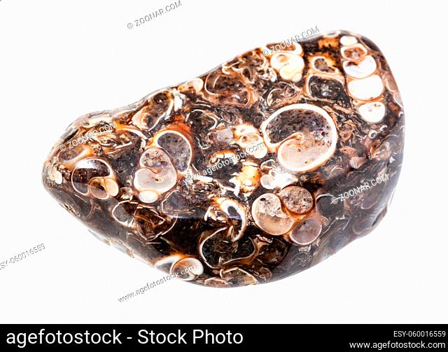 closeup of sample of natural mineral from geological collection - turritella agate gem stone isolated on white background