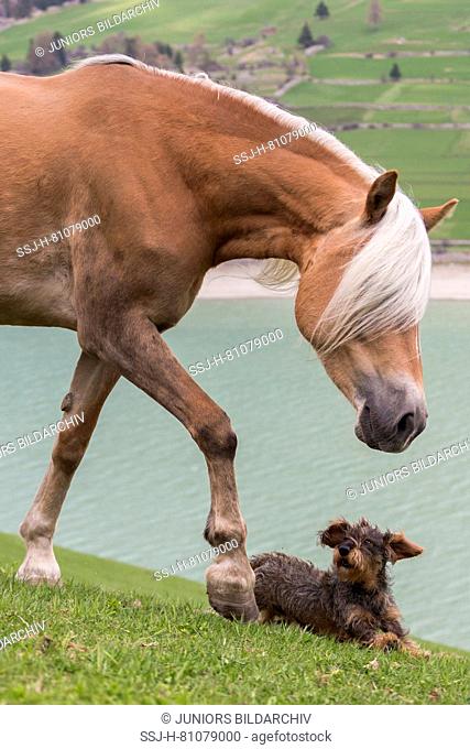 Haflinger Horse. Mare playing with a wire-haired Dachshund next to a lake. South Tyrol, Italy