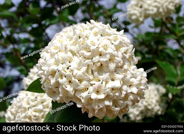 White densely flowering shrub that looks like a Viburnum species. Background of light blue sky, flowers and leaves of the same plant