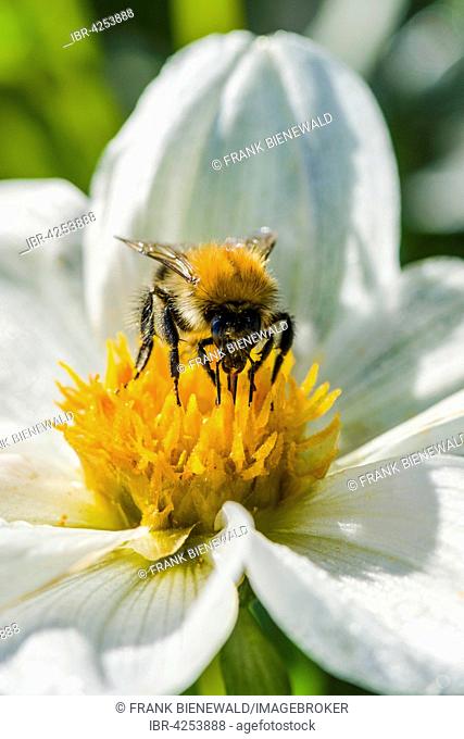 A Common carder bee (Bombus pascuorum) is collecting nectar from a Dahlia (Asteraceae) blossom, Saxony, Germany