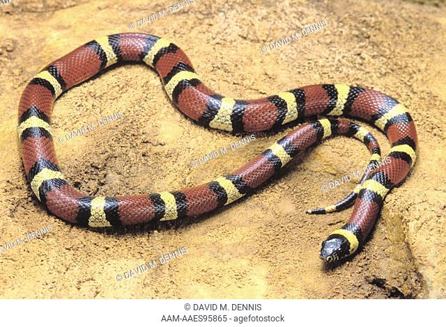 Mexican Milk Snake (Lampropeltis triangulum annulata), Val Verde Co. TX, Texas