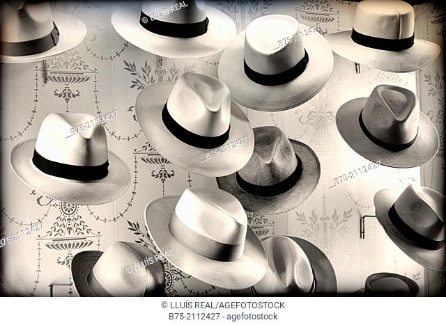 Display of Panama hats inside the hat shop Lock & Co Hatters, Saint James Street London, England, UK, Europe
