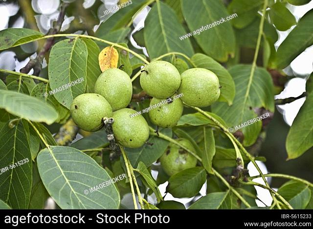 Common Walnut (Juglans regia) close-up of ripening fruit, Dorset, England, United Kingdom, Europe