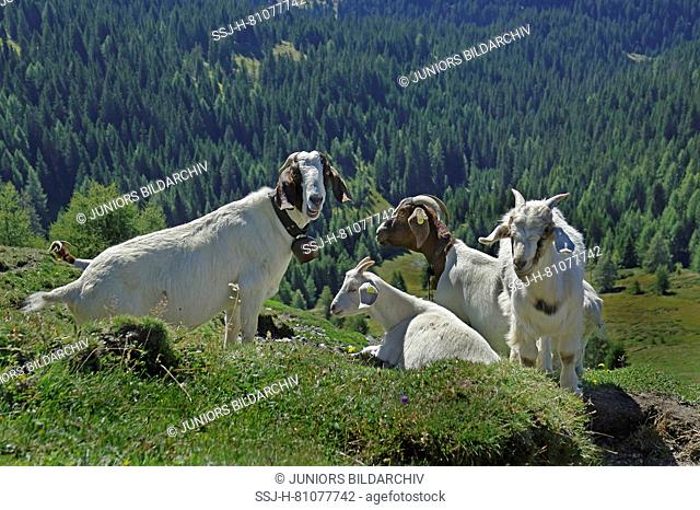 Domestic Goat. Adult Saanen Goats and Boer Goats lying and standing. Dolomites, South Tyrol, Italy