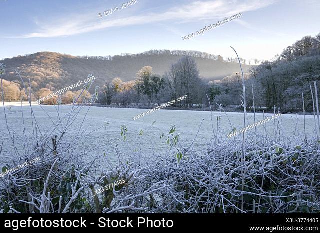 Hoar Frost on trees lining the River Exe in the Exe Valley near Bampton, North Devon, England